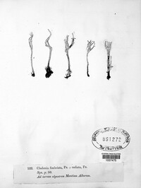 Cladonia fimbriata image